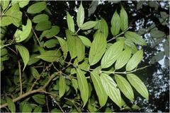 Lasianthus capitulatus